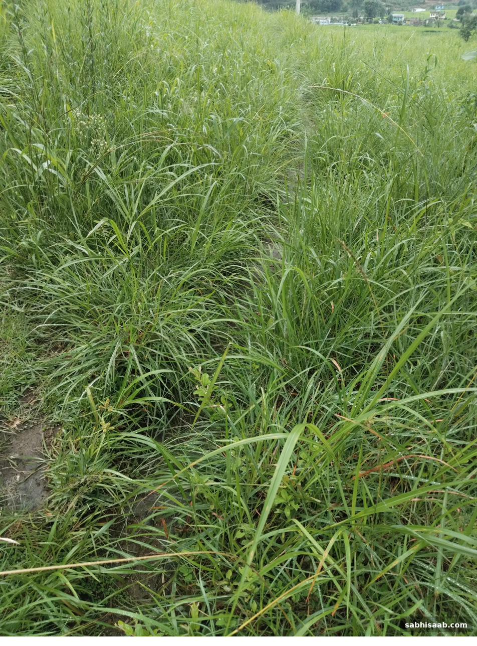Gaon ka khet jahan lambi ghas ugi hai — AgriStack me isi zameen ka record judta hai