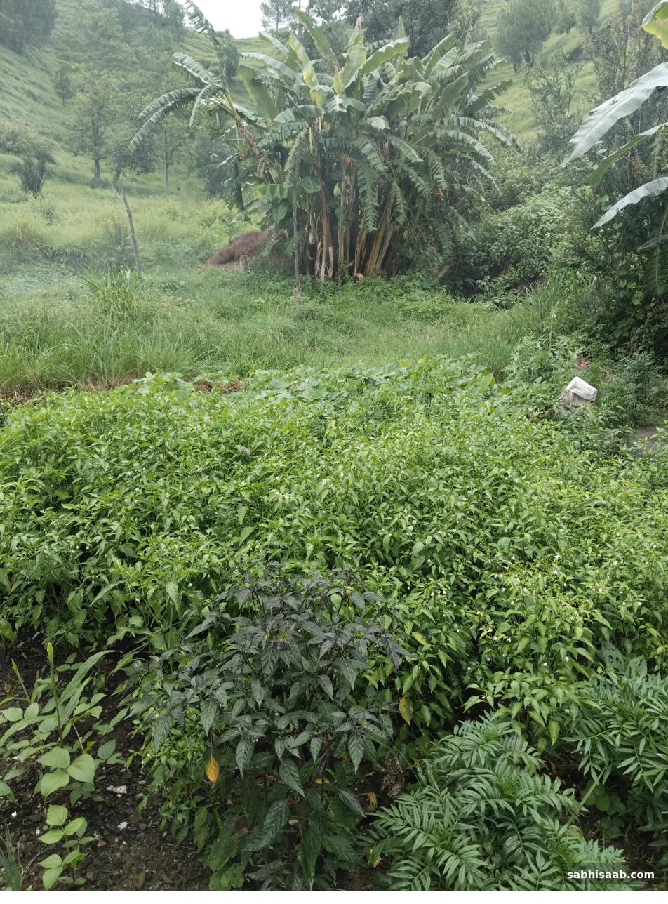 Uttarakhand ke pahad me seedhi dhaar par bani mirchi ki chhoti kyari